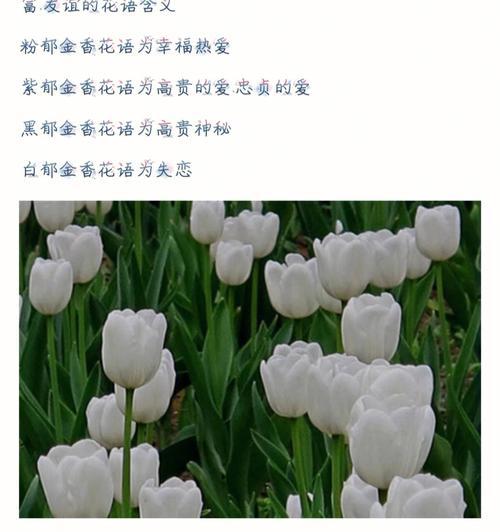 雅乐之舞粉色如何维持？如何护理雅乐之舞保持粉色？