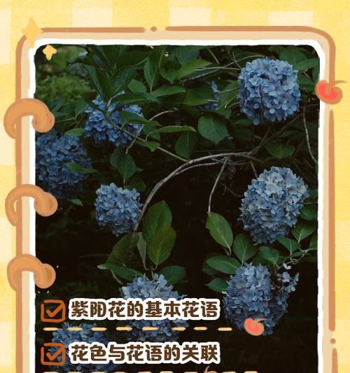 雅乐之舞粉色如何维持？如何护理雅乐之舞保持粉色？