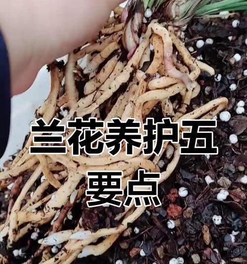 兰花栽盆的正确方法是什么？如何保证兰花的健康生长？