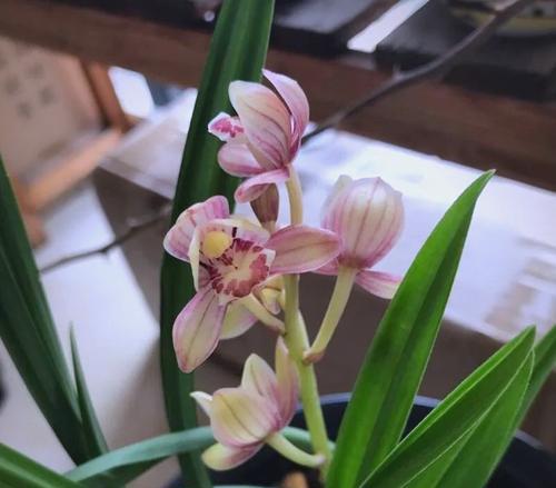 兰花栽盆的正确方法是什么？如何保证兰花的健康生长？
