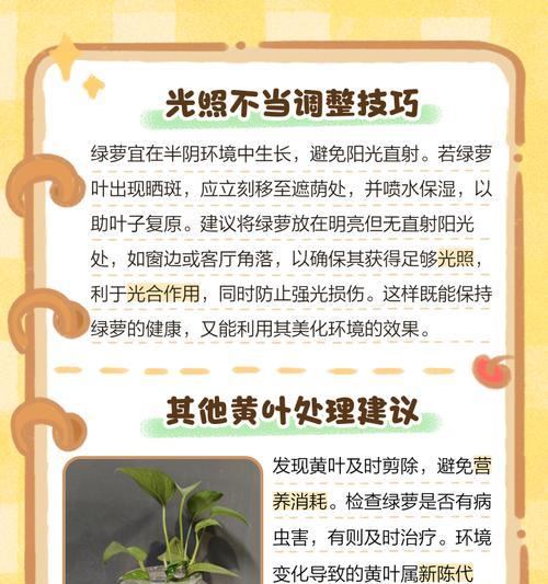 绿萝叶子发黄的常见原因及解决措施？