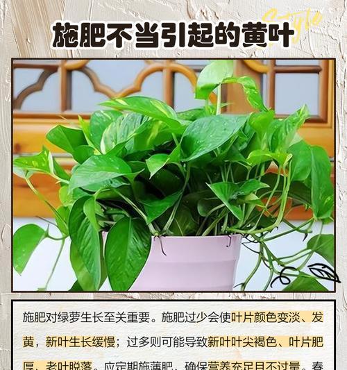 绿萝叶子发黄的常见原因及解决措施？