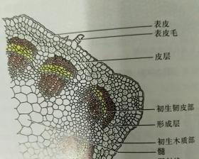 木质茎植物有哪些？它们的生长特点是什么？