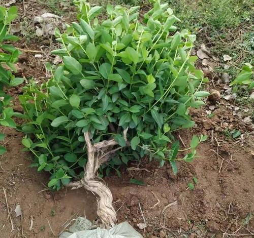 木质茎植物有哪些？它们的生长特点是什么？