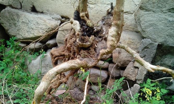 木质茎植物有哪些？它们的生长特点是什么？