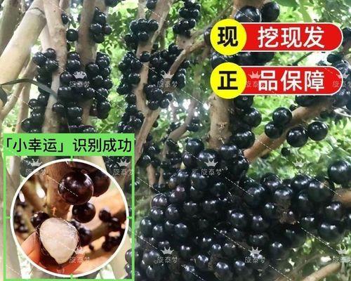 果树盆栽品种有哪些？如何在家中成功种植果树盆栽？