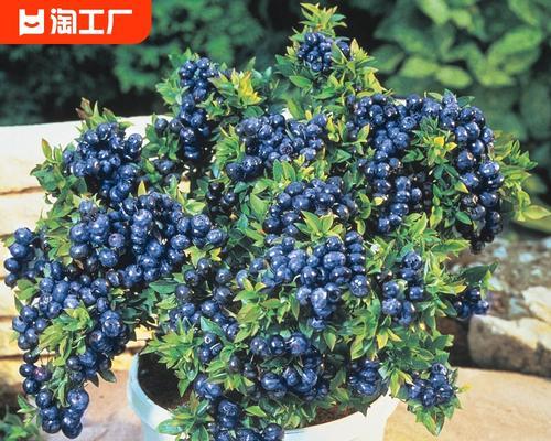 果树盆栽品种有哪些？如何在家中成功种植果树盆栽？