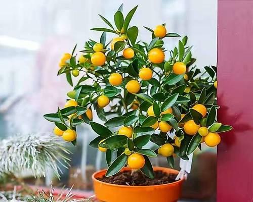 果树盆栽品种有哪些？如何在家中成功种植果树盆栽？
