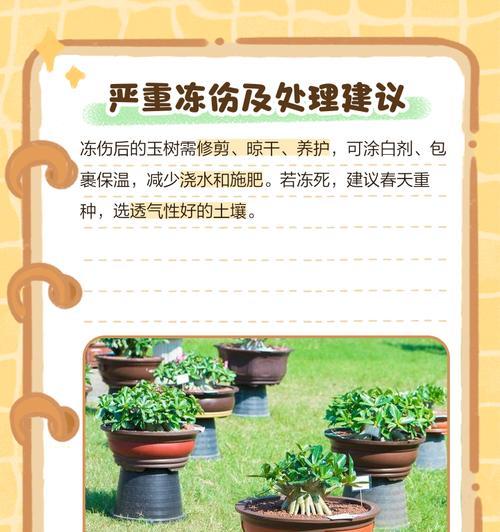 玉树掉叶子是什么原因？如何预防和处理？