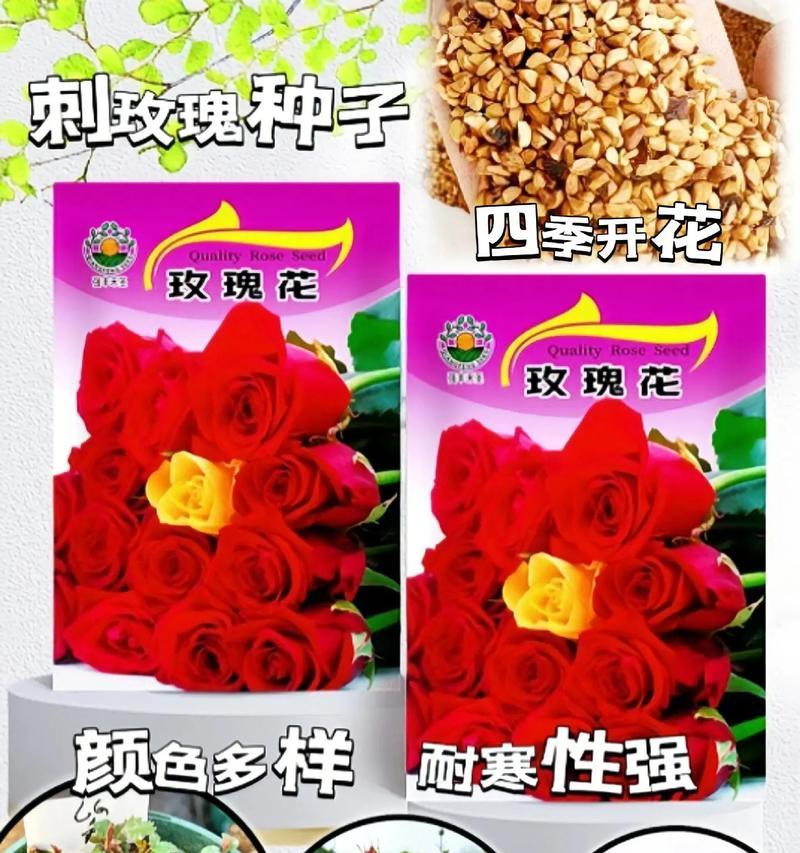 玫瑰花籽播种的最佳时间是什么时候？
