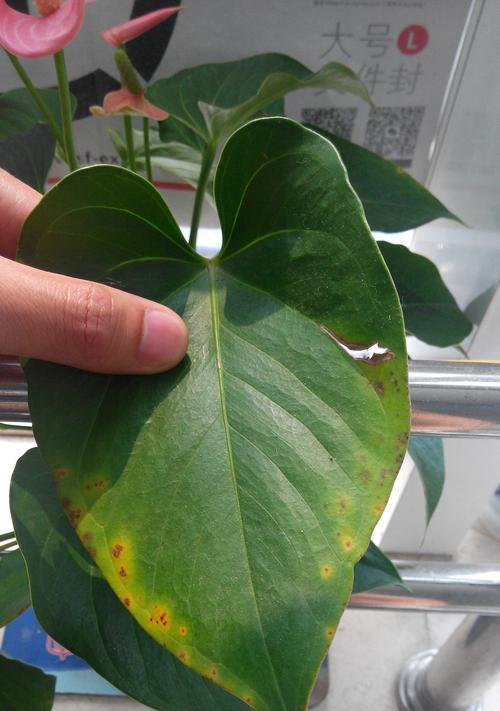 粉掌叶子发黄怎么办？有哪些可能的原因？