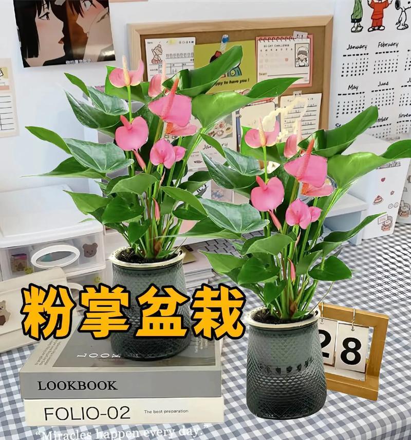 粉掌叶子发黄怎么办？有哪些可能的原因？