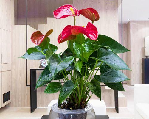 办公室盆栽养护小贴士？哪些植物适合办公室环境？