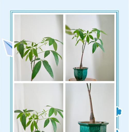 办公室盆栽养护小贴士？哪些植物适合办公室环境？