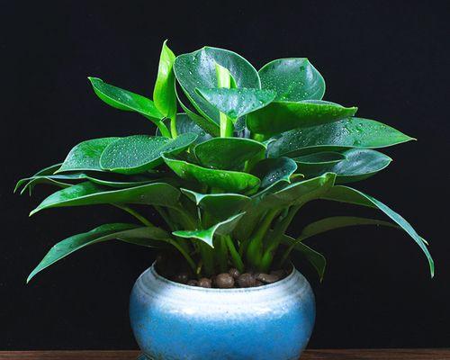 办公室盆栽养护小贴士？哪些植物适合办公室环境？