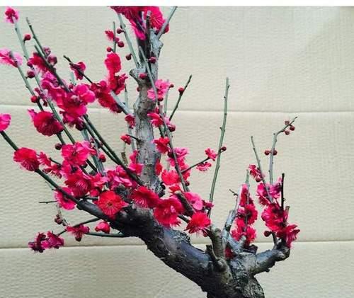 梅花怎么摘心？摘心的最佳时机和方法是什么？