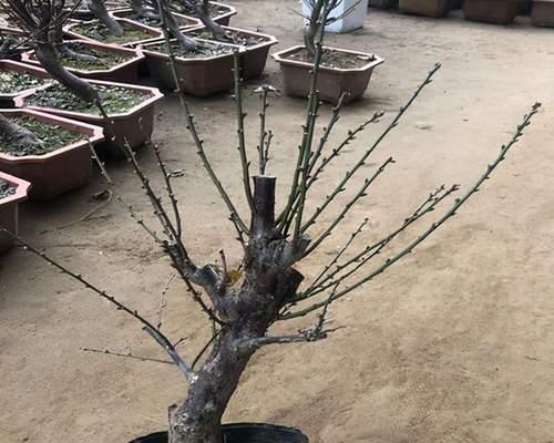 梅花怎么摘心？摘心的最佳时机和方法是什么？