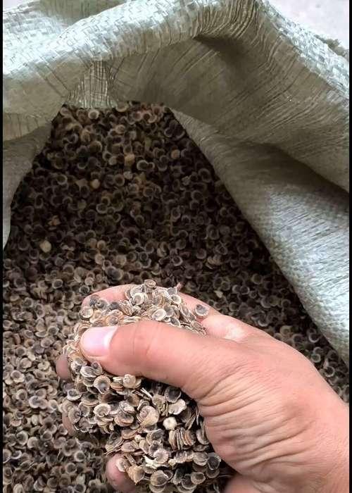 蜀葵种子什么时候种？蜀葵种植的最佳时节是什么时候？