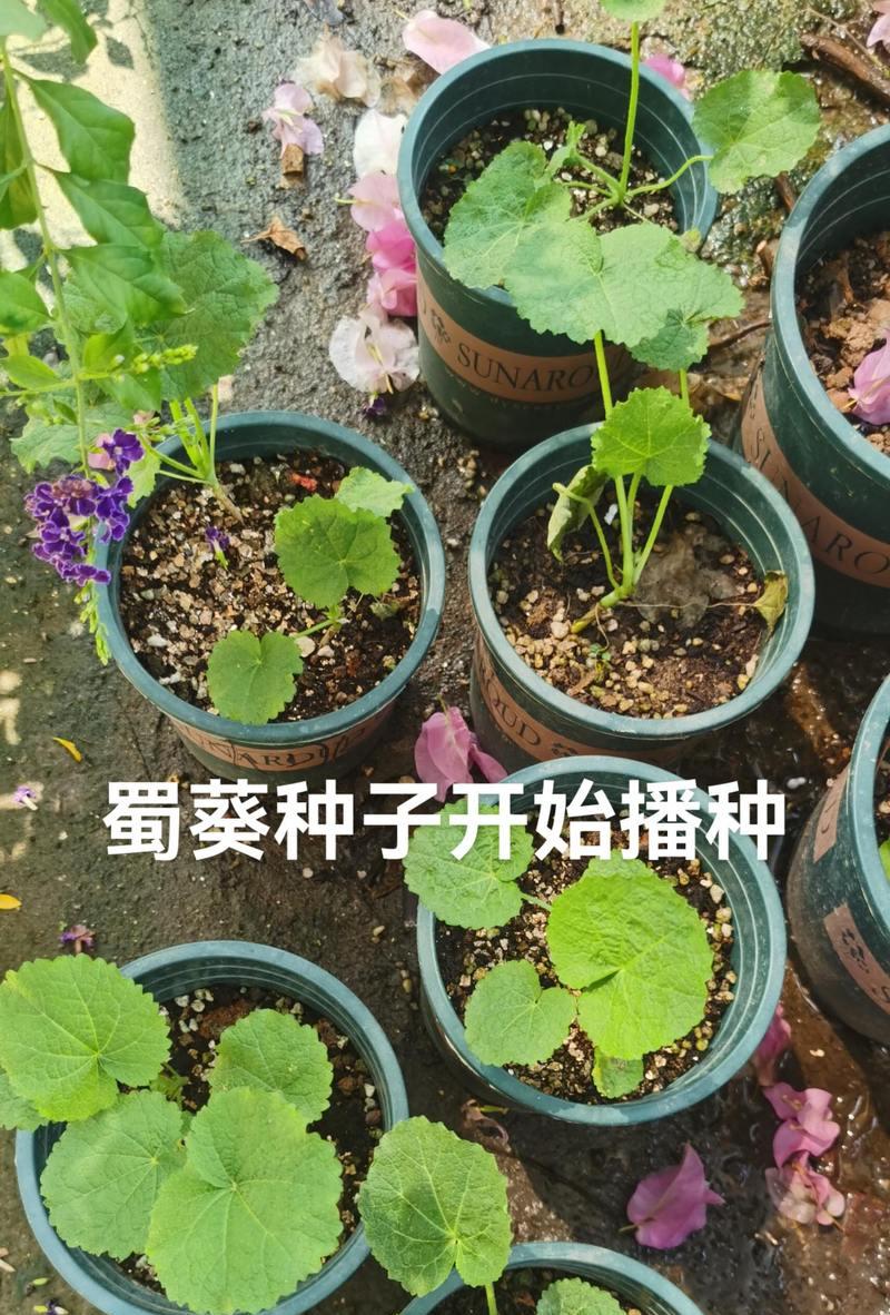 蜀葵种子什么时候种？蜀葵种植的最佳时节是什么时候？