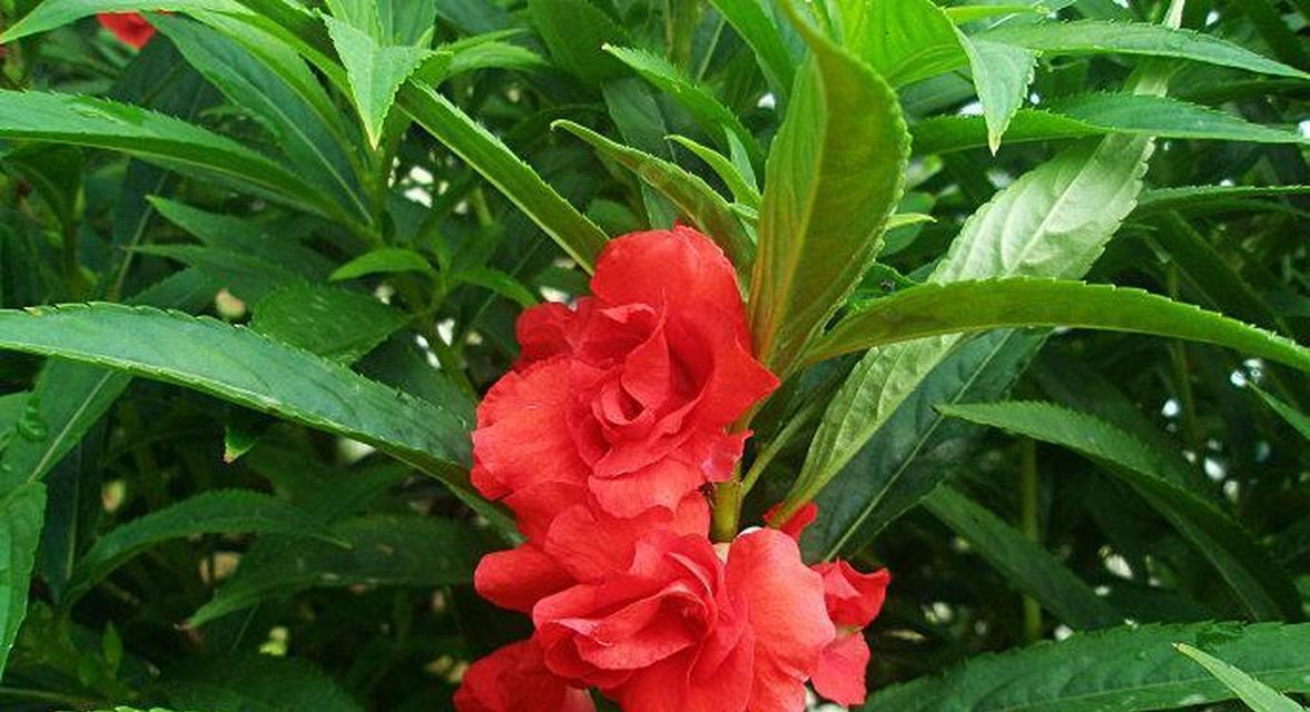 凤仙花养殖方法是什么？如何确保其健康生长？