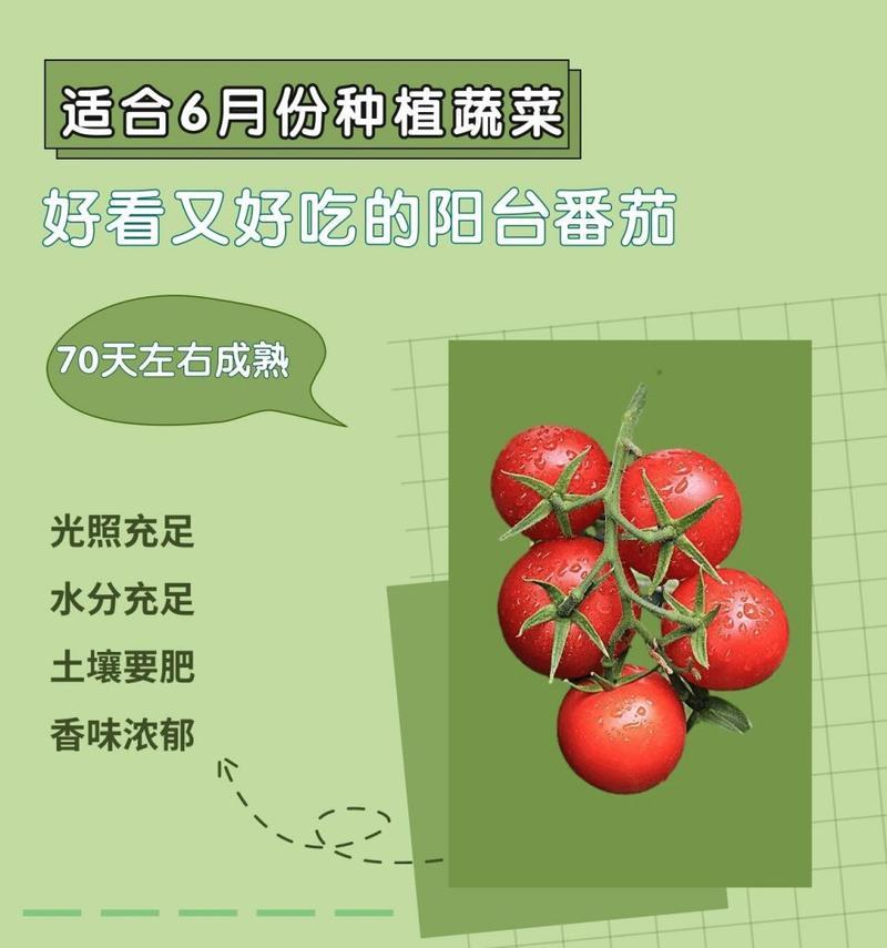 阳台种植蔬菜的技巧和推荐有哪些？