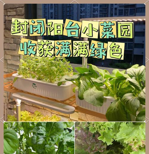 阳台种植蔬菜的技巧和推荐有哪些？