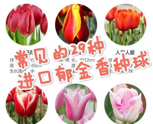 郁金香为何被选为荷兰的国花？