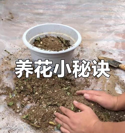 如何自制营养土？配制营养土的正确比例是什么？