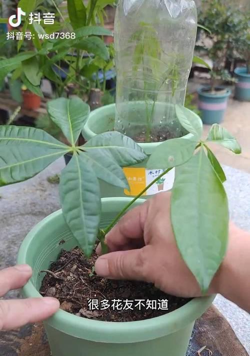 发财树生根需要多长时间？如何促进其快速生根？