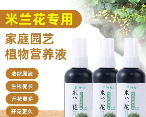 米兰黄叶的处理方法是什么？