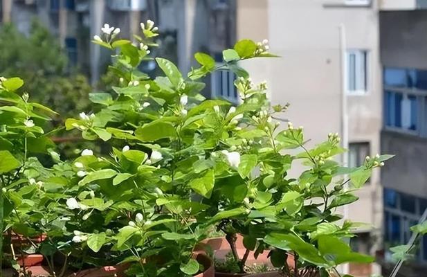 茉莉花怎样才能多开花？有哪些技巧？