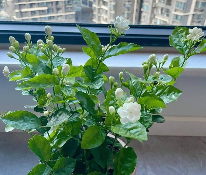 茉莉花怎样才能多开花？有哪些技巧？