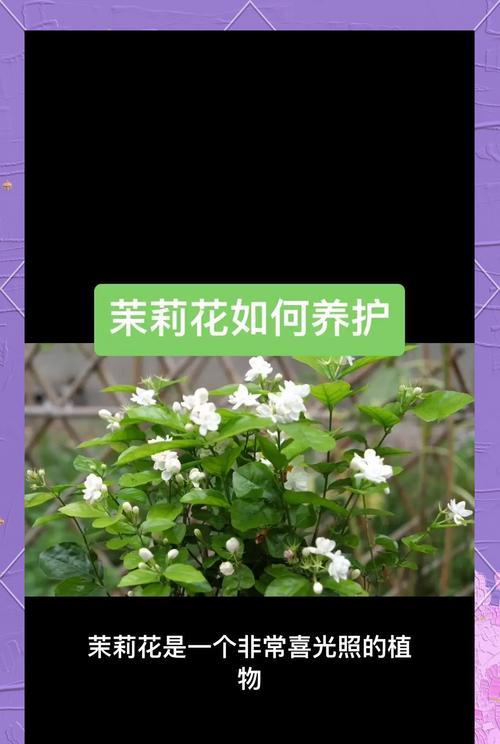 茉莉花怎样才能多开花？有哪些技巧？