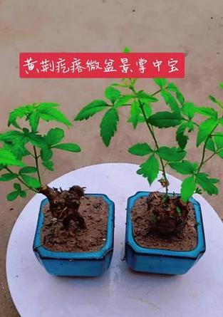 盆景疙瘩制作技巧有哪些？制作过程中应注意什么？