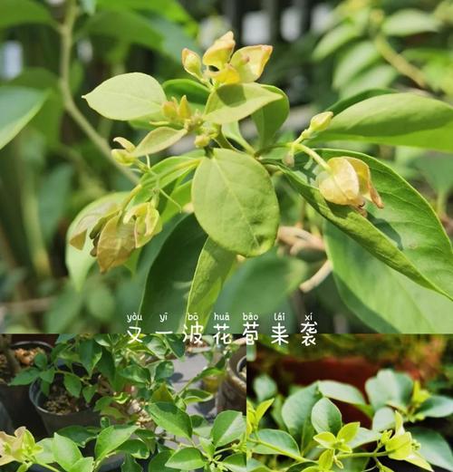 三角梅施肥的最佳时机是什么时候？