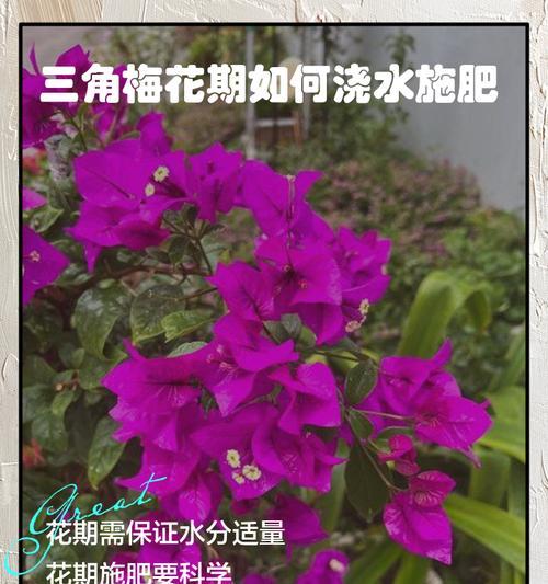 三角梅施肥的最佳时机是什么时候？
