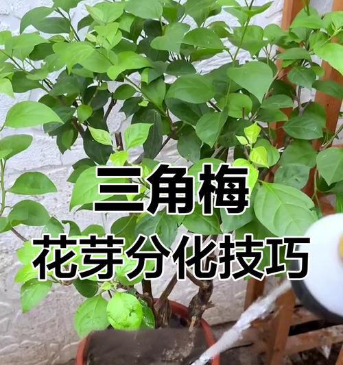 三角梅施肥的最佳时机是什么时候？