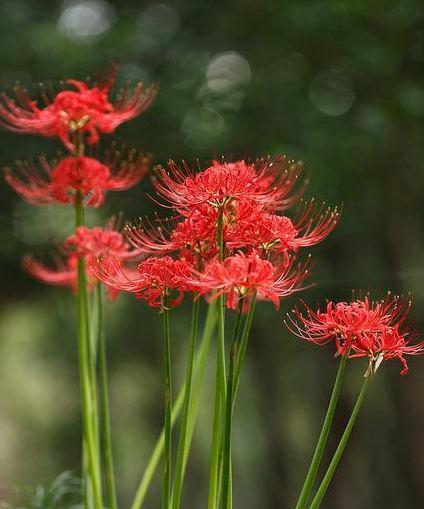 彼岸花的培养技巧有哪些？如何在家中成功种植彼岸花？