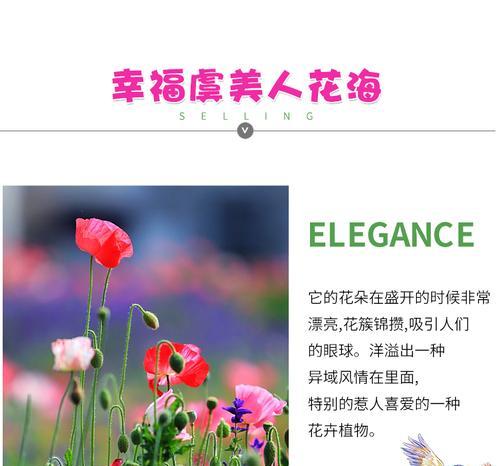 虞美人播种和种植的正确步骤？