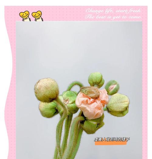 虞美人播种和种植的正确步骤？
