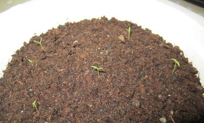 虞美人播种和种植的正确步骤？