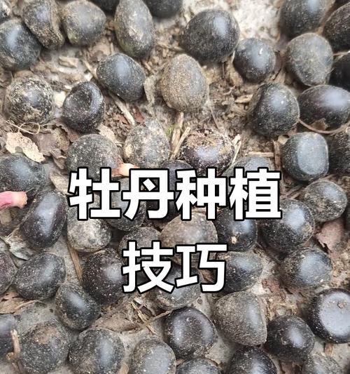牡丹用什么土最好？如何选择适合牡丹的土壤？