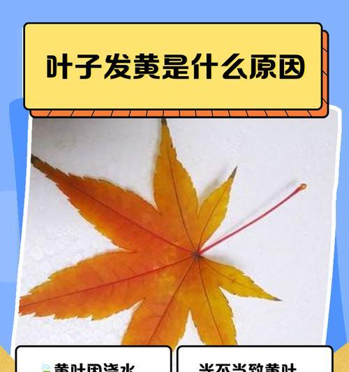 澳洲杉叶子发黄是什么原因？如何解决澳洲杉叶子发黄问题？