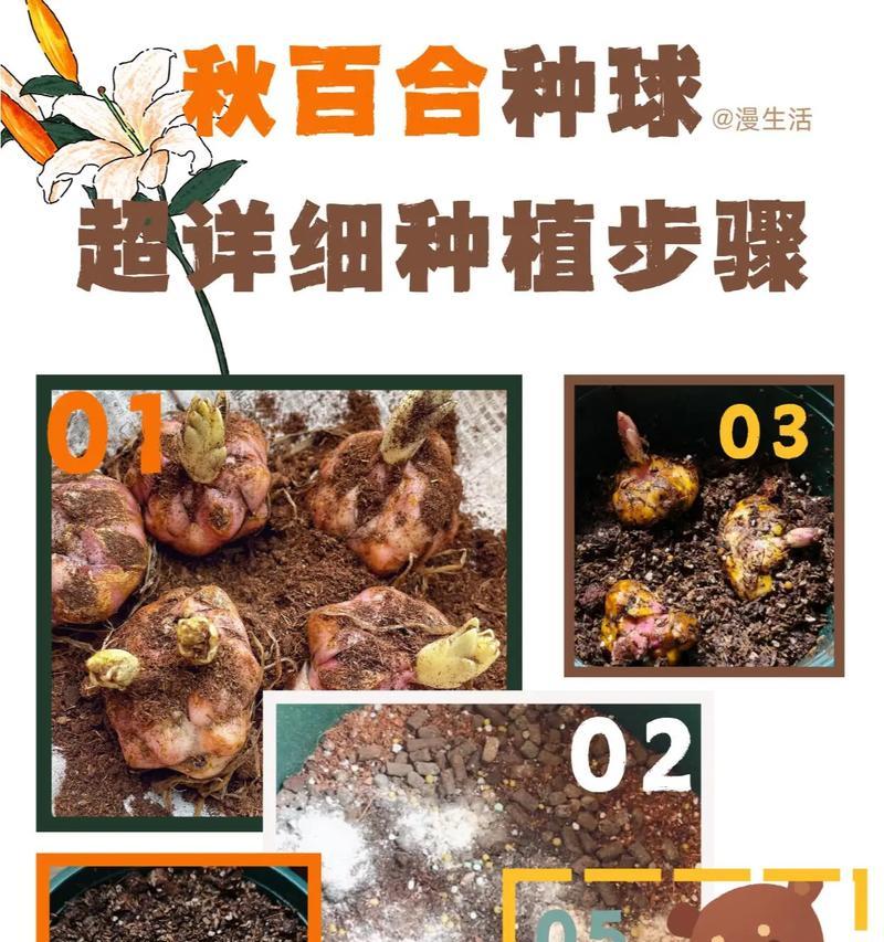 百合球茎种植的正确步骤是什么？