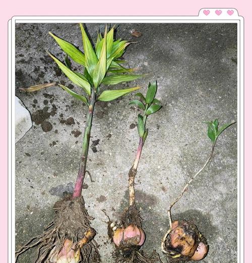 百合球茎种植的正确步骤是什么？