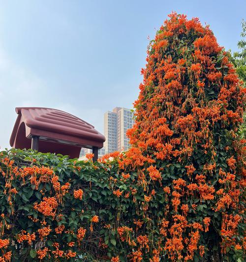 炮仗花繁殖技巧有哪些？