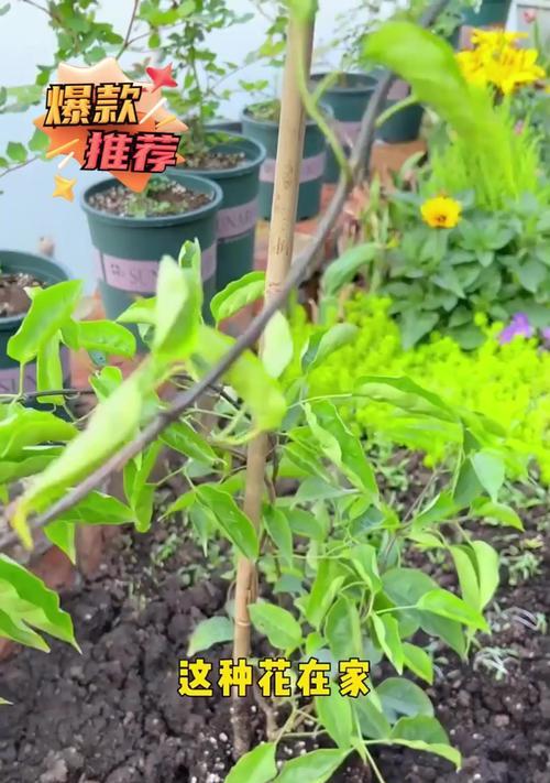 炮仗花繁殖技巧有哪些？
