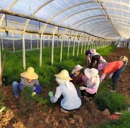 天门冬种植的正确方法和注意事项是什么？