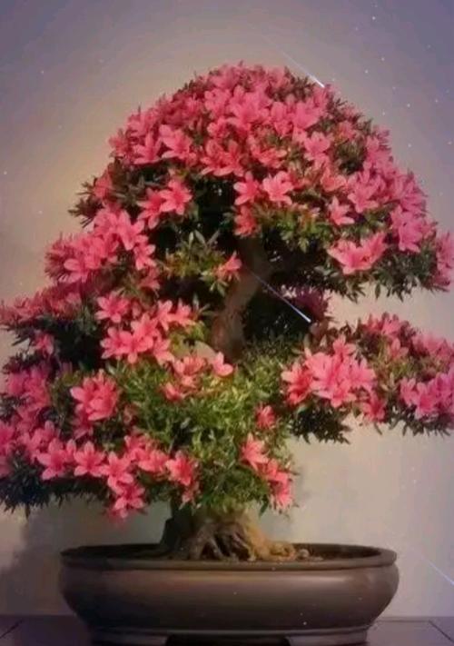 梅花种植应该选择哪种花盆？如何选择合适的花盆？
