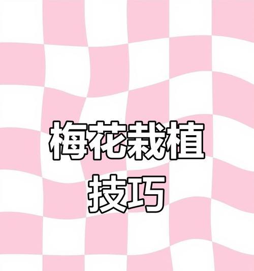梅花种植应该选择哪种花盆？如何选择合适的花盆？